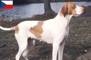 Lees meer over het artikel Braque Saint-Germain fokkers en pups in Tsjechië