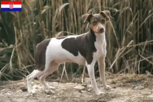 Lees meer over het artikel Braziliaanse Terrier fokker en puppies in Kroatië
