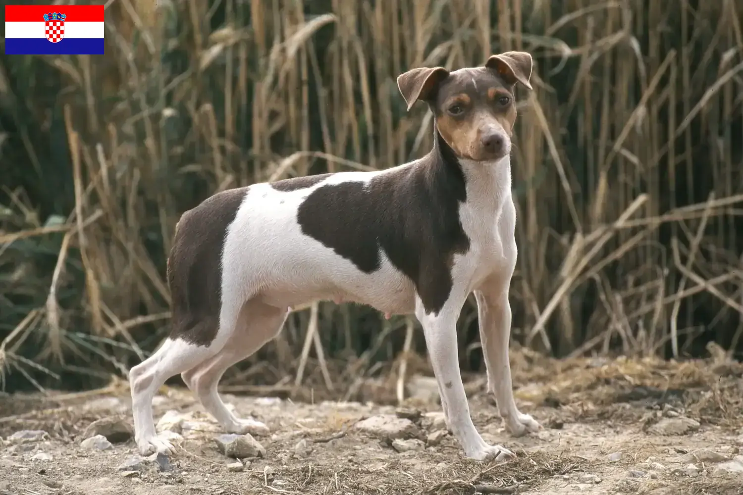 Braziliaanse Terrier puppy's en fokkers Kroatië Vind hier Braziliaanse Terriër fokkers in Kroatië.