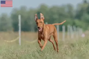 Lees meer over het artikel Cirneco dell’ Etna fokkers en pups in de VS