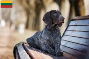 Lees meer over het artikel Duitse Korthaar fokkers en puppies in Litouwen