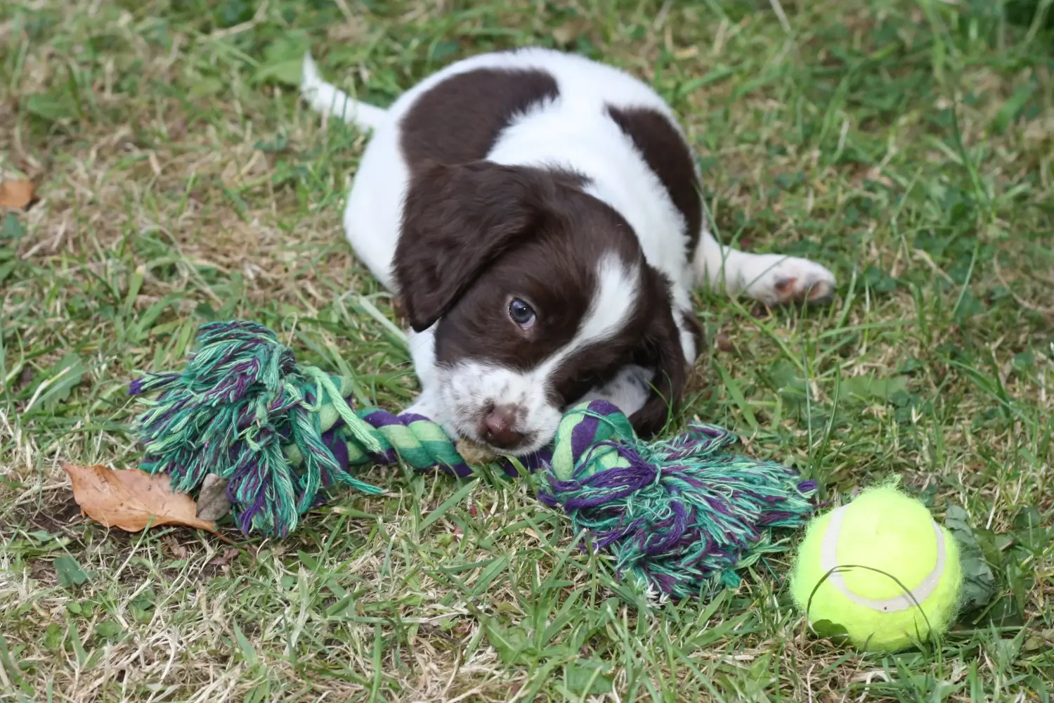 Een Engelse Springer Spaniel puppy kopen betekent verantwoordelijkheid nemen! Engelse Springer Spaniel puppy kopen.