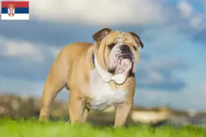 Lees meer over het artikel Engelse Bulldog fokkers en pups in Servië