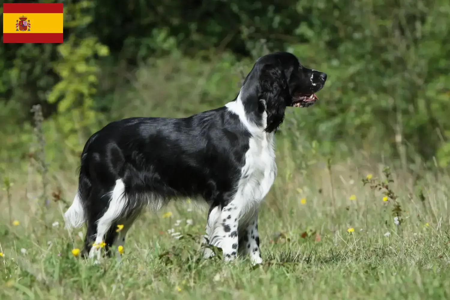 Engelse Springer Spaniel puppy's en fokkers Spanje Vind hier Engelse Springer Spaniels fokkers in Spanje.