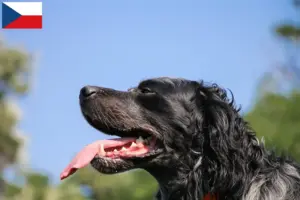 Lees meer over het artikel Epagneul Bleu de Picardie fokkers en pups in Tsjechië