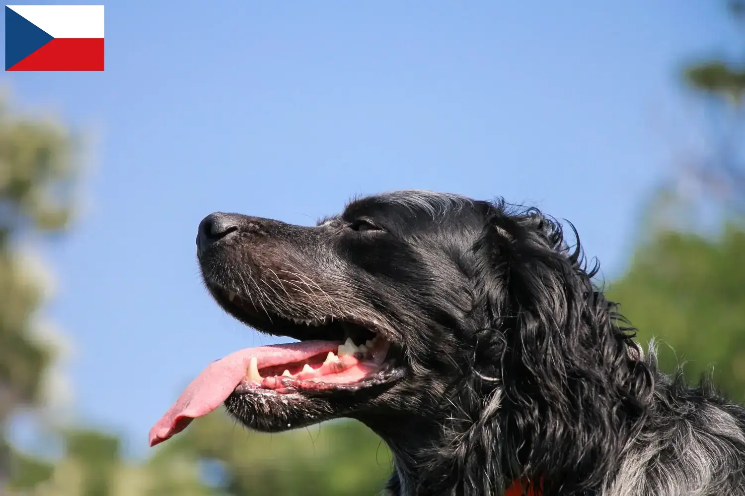 Epagneul Bleu de Picardie pups en fokkers Tsjechië Hier vind je fokkers van Epagneul Bleu de Picardies in Tsjechië.