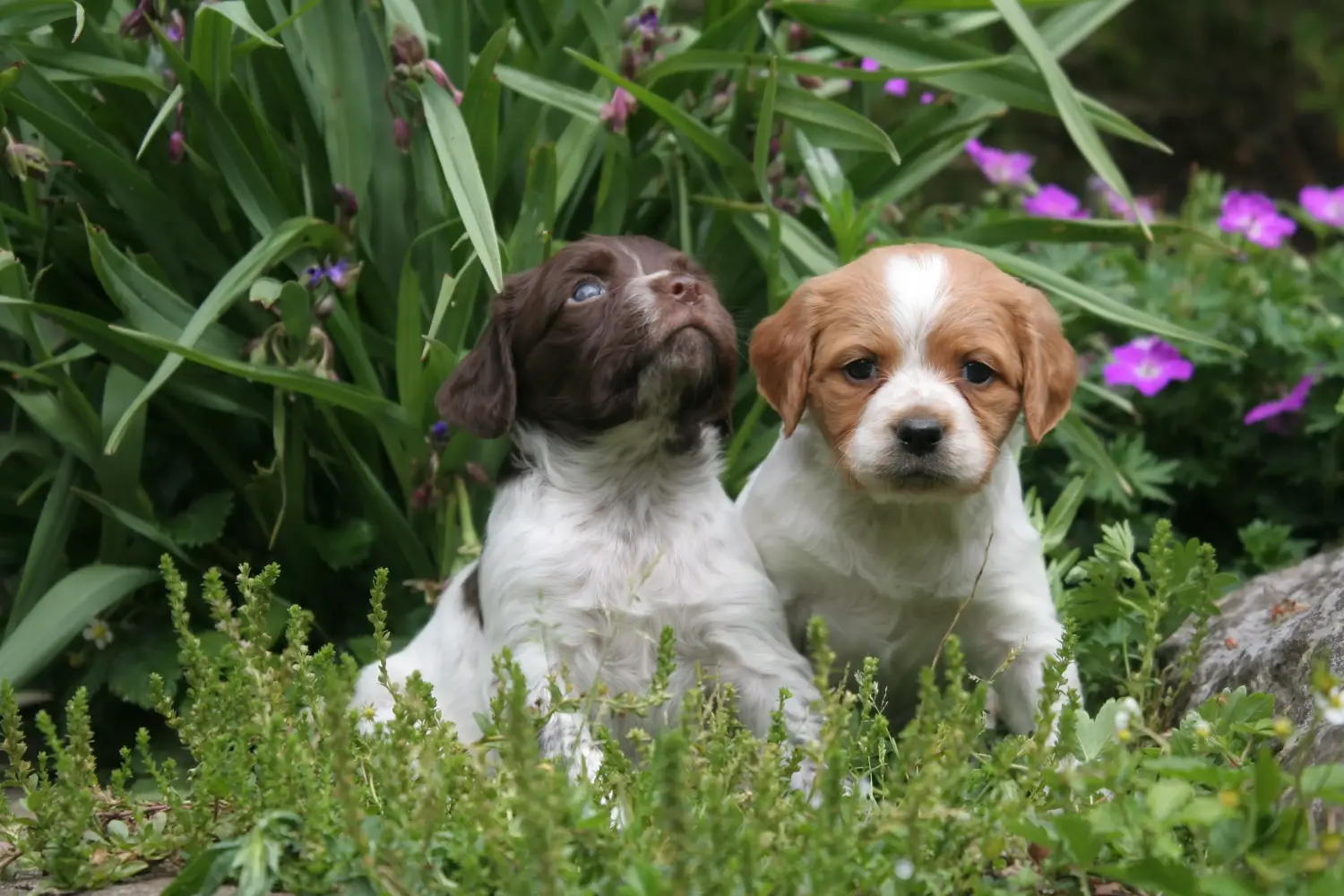 Een Epagneul Breton puppy kopen betekent verantwoordelijkheid nemen! Epagneul Bretonse puppy kopen.