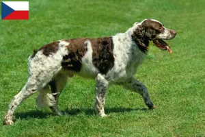 Lees meer over het artikel Épagneul français fokkers en pups in Tsjechië