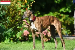 Lees meer over het artikel Greyhound fokkers en puppies in Hongarije