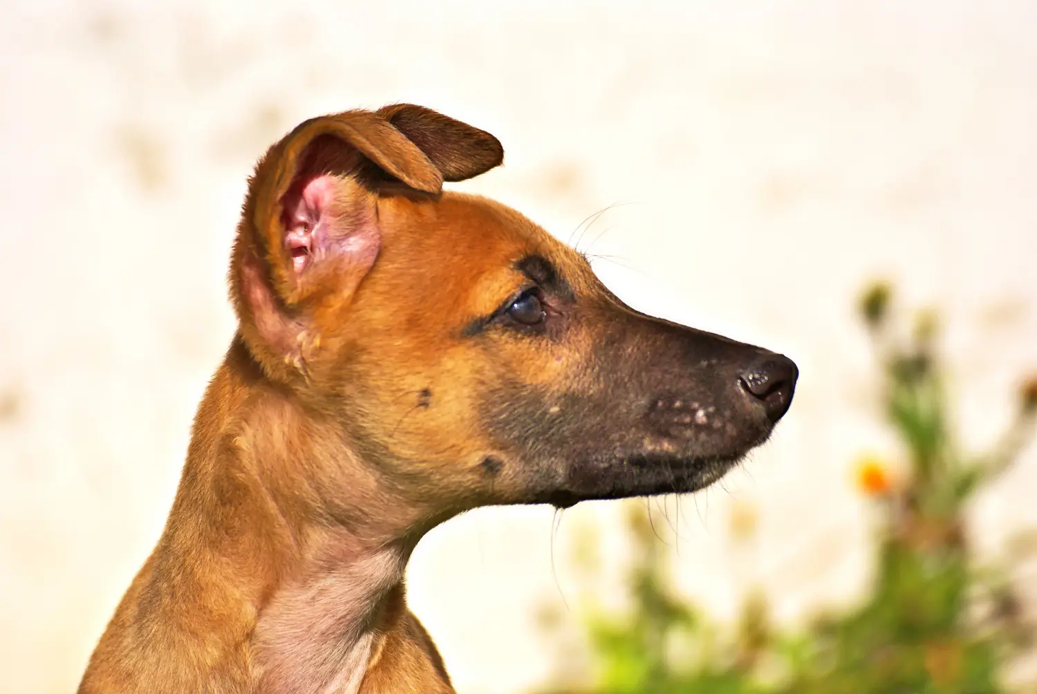 Een windhond puppy kopen betekent verantwoordelijkheid nemen! Windhond puppy's kopen.