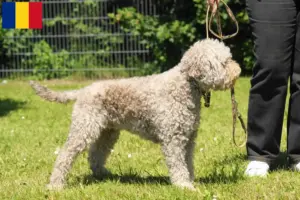 Lees meer over het artikel Lagotto Romagnolo fokkers en pups in Roemenië