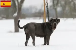 Lees meer over het artikel Mastino Napoletano fokkers en pups in Spanje