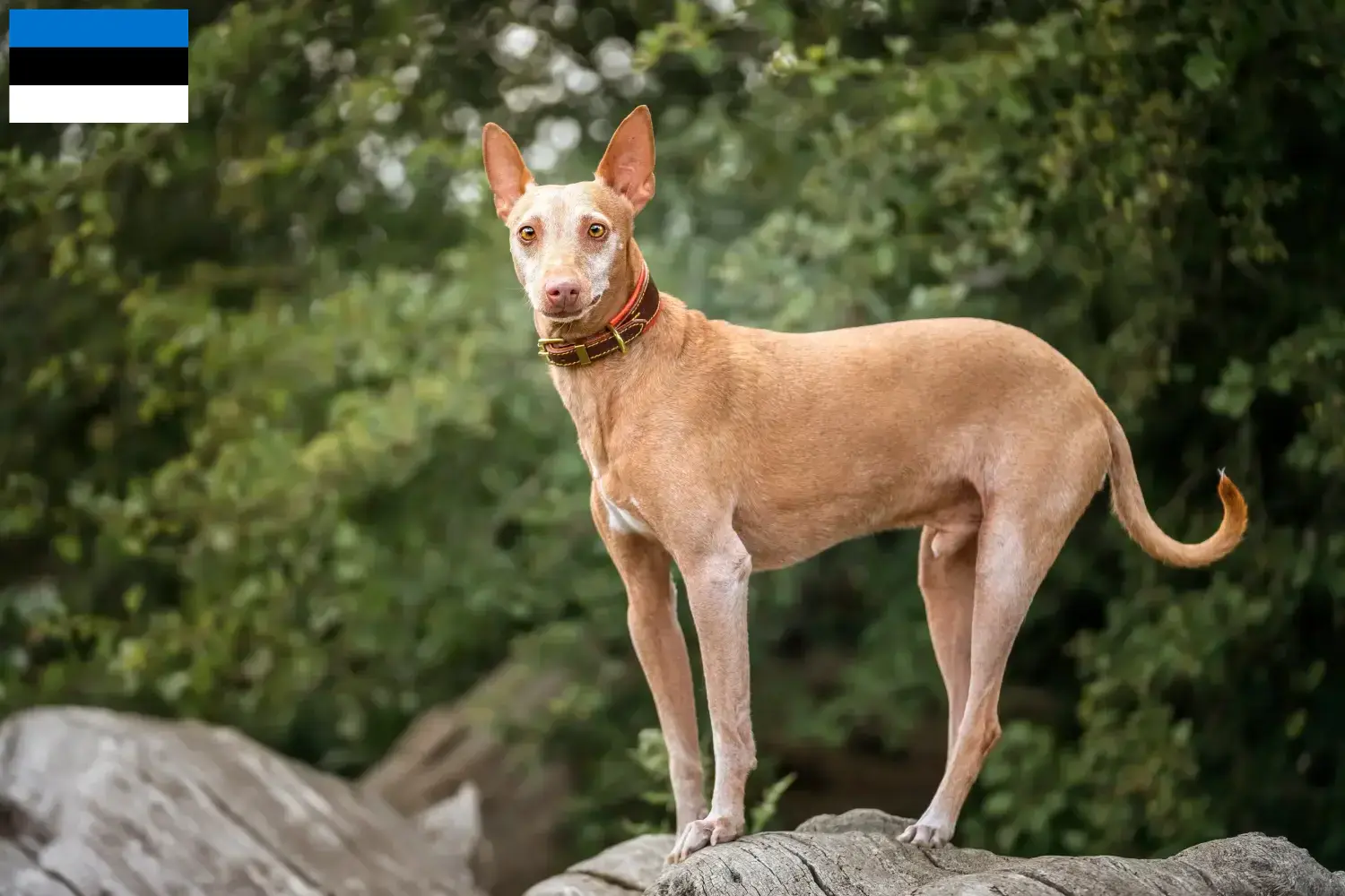 Lees meer over het artikel Podenco fokkers en pups in Estland