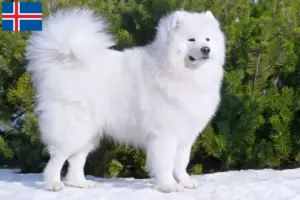 Lees meer over het artikel Samojeed fokkers en puppies in IJsland
