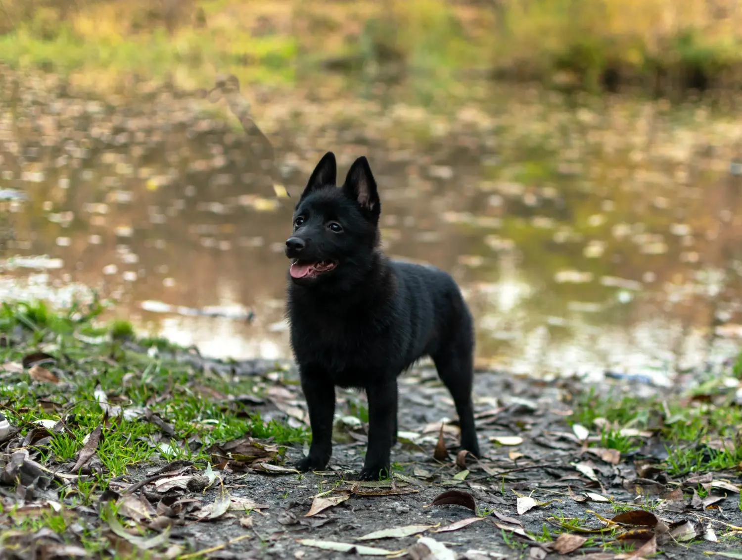 Een Schipperke puppy kopen betekent verantwoordelijkheid nemen! Schipperke puppy kopen.