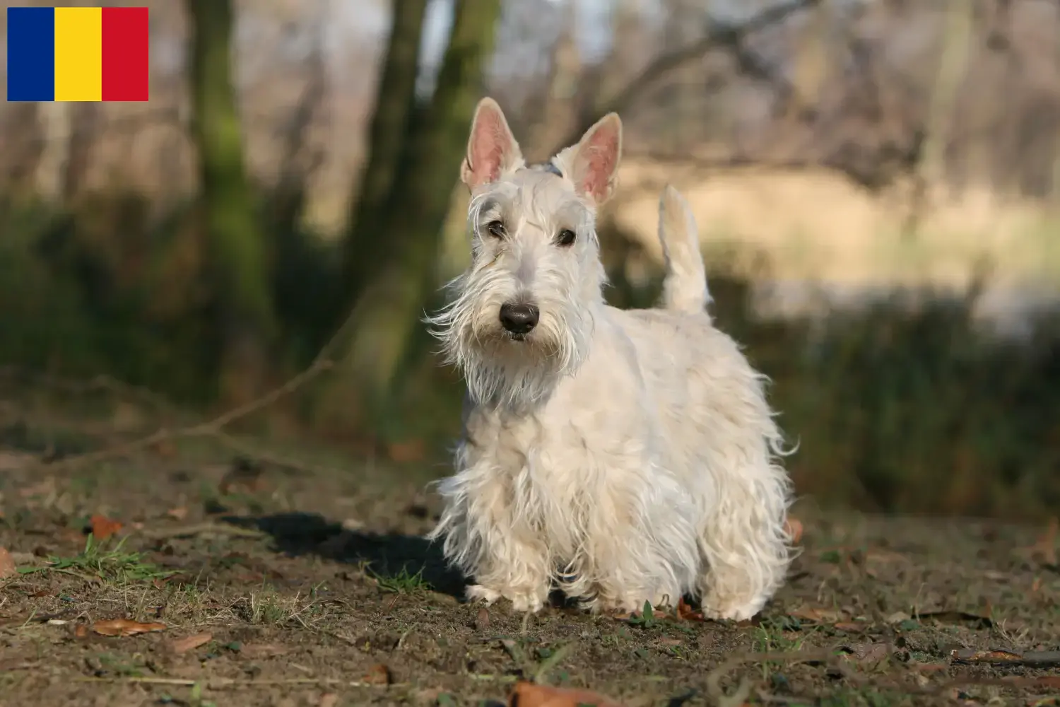 Lees meer over het artikel Schotse Terrier fokkers en pups in Roemenië