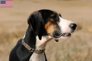 Lees meer over het artikel Segugio Maremmano fokkers en pups in de VS