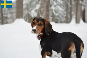 Lees meer over het artikel Treeing Walker Coonhound fokkers en pups in Zweden