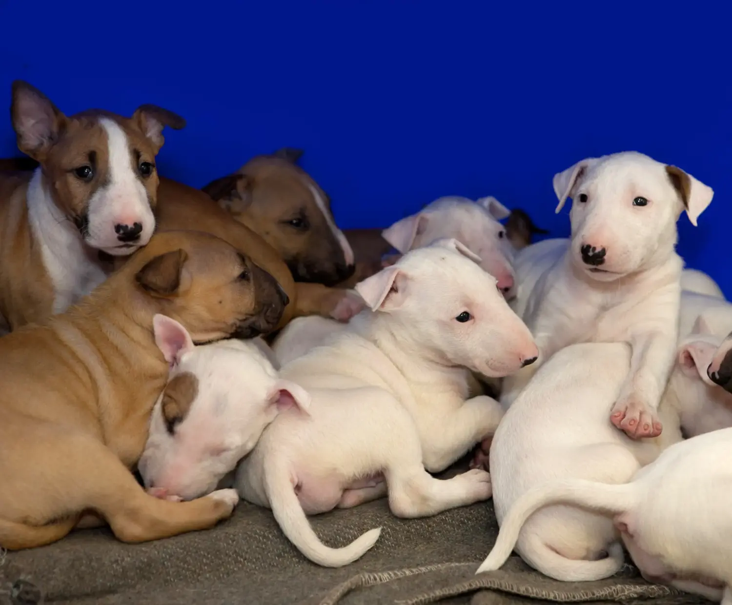 Een Bull Terrier puppy kopen betekent verantwoordelijkheid nemen! Bull Terrier puppy kopen.