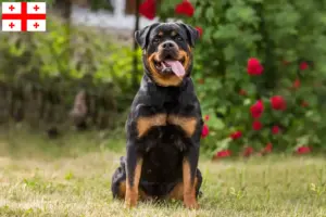 Lees meer over het artikel Rottweiler fokkers en pups in Georgia