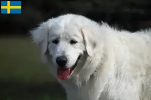 Lees meer over het artikel Slovensky Cuvac fokkers en pups in Zweden