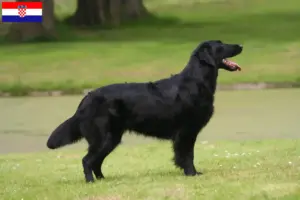 Lees meer over het artikel Flat Coated Retriever fokkers en pups in Kroatië