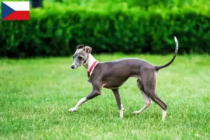 Lees meer over het artikel Italiaanse windgong fokkers en puppies in Tsjechië