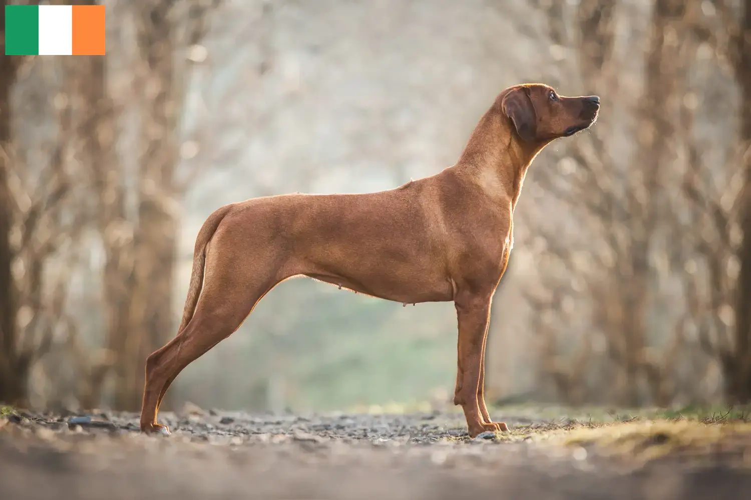 Lees meer over het artikel Rhodesian Ridgeback fokkers en pups in Ierland