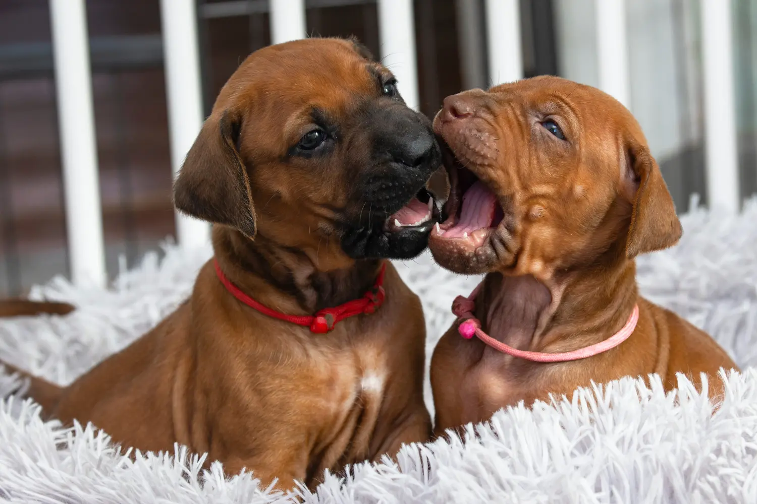 Een Rhodesian Ridgeback puppy kopen betekent verantwoordelijkheid nemen! Rhodesian Ridgeback puppy kopen.