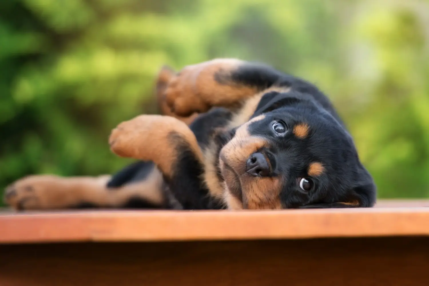 Een Rottweiler puppy kopen betekent verantwoordelijkheid nemen! Rottweiler puppy's kopen.