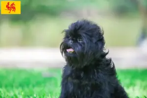 Lees meer over het artikel Affenpinscher fokkers en pups in Wallonië