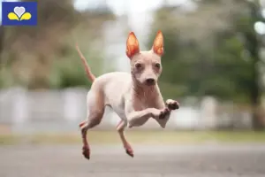 Lees meer over het artikel American Hairless Terrier fokkers en pups in het Brussels Hoofdstedelijk Gewest