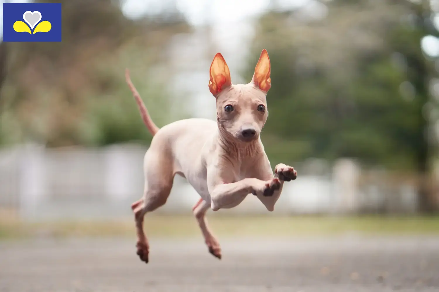 Lees meer over het artikel American Hairless Terrier fokkers en pups in het Brussels Hoofdstedelijk Gewest