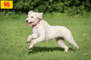 Lees meer over het artikel Australische Labradoodle fokkers en puppies in het Waalse Gewest