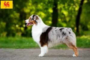 Lees meer over het artikel Australian Shepherd fokkers en pups in Wallonië