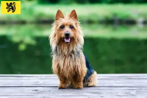 Lees meer over het artikel Australian Terrier fokkers en pups in Vlaanderen