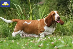 Lees meer over het artikel Basset Hound fokkers en pups in het Brussels Hoofdstedelijk Gewest