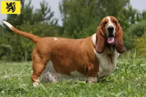 Lees meer over het artikel Basset Hound fokkers en pups in Vlaanderen