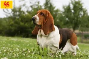 Lees meer over het artikel Basset Hound fokkers en pups in Wallonië