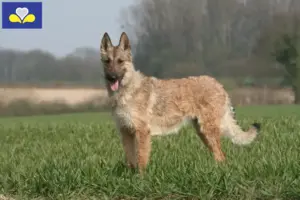 Lees meer over het artikel Belgische Herder fokkers en pups in het Brussels Hoofdstedelijk Gewest