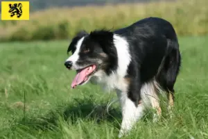 Lees meer over het artikel Border Collie fokkers en pups in Vlaanderen
