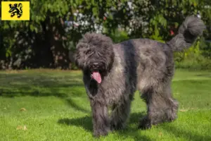 Lees meer over het artikel Bouvier des Flandres fokkers en pups in Vlaanderen