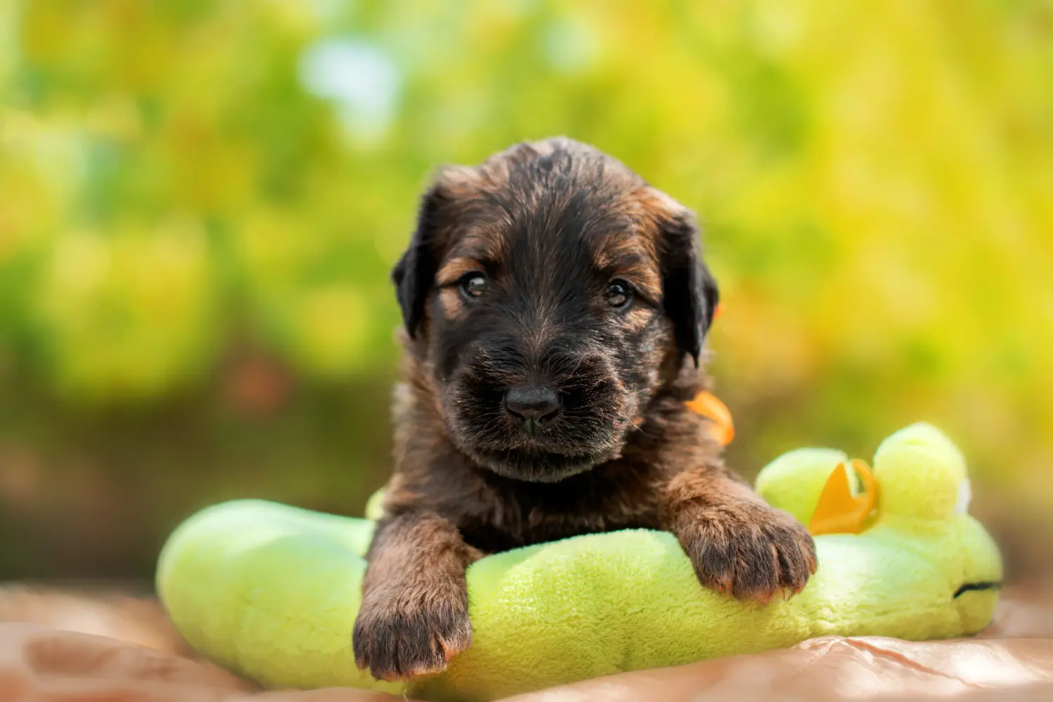 Een Briard puppy kopen betekent verantwoordelijkheid nemen! Briard puppy's kopen.