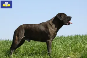Lees meer over het artikel Bullmastiff fokkers en pups in het Brussels Hoofdstedelijk Gewest