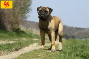 Lees meer over het artikel Bullmastiff fokkers en pups in Wallonië