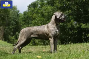 Lees meer over het artikel Cane Corso Italiano fokkers en pups in het Brussels Hoofdstedelijk Gewest