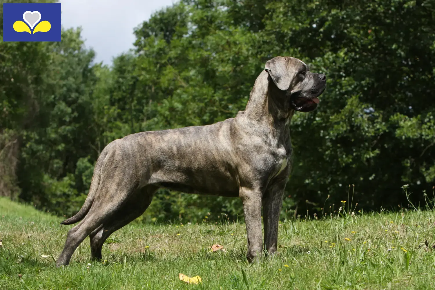 Lees meer over het artikel Cane Corso Italiano fokkers en pups in het Brussels Hoofdstedelijk Gewest