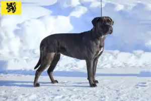 Lees meer over het artikel Cane Corso Italiano fokkers en pups in Vlaanderen
