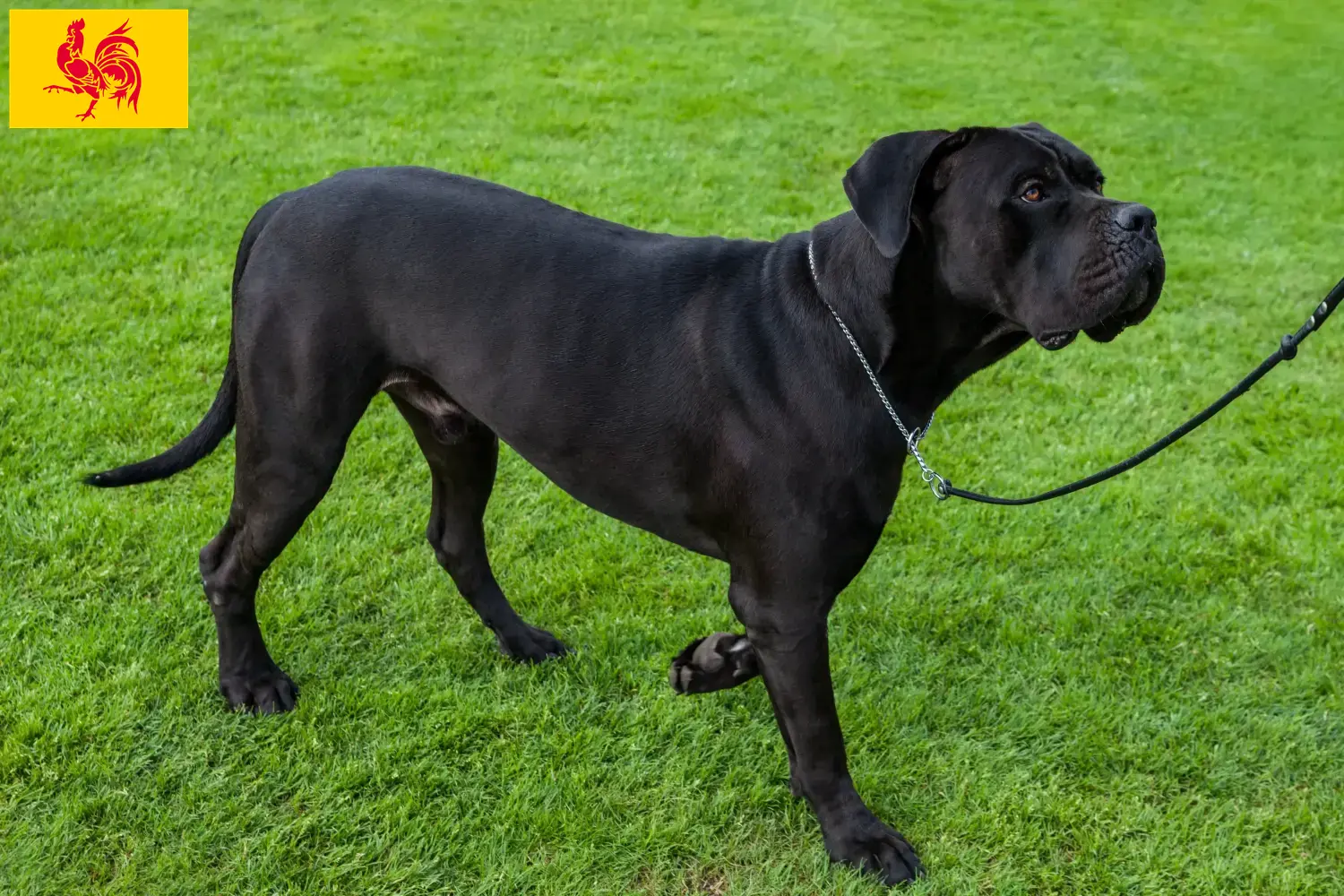 Lees meer over het artikel Cane Corso Italiano fokkers en pups in Wallonië