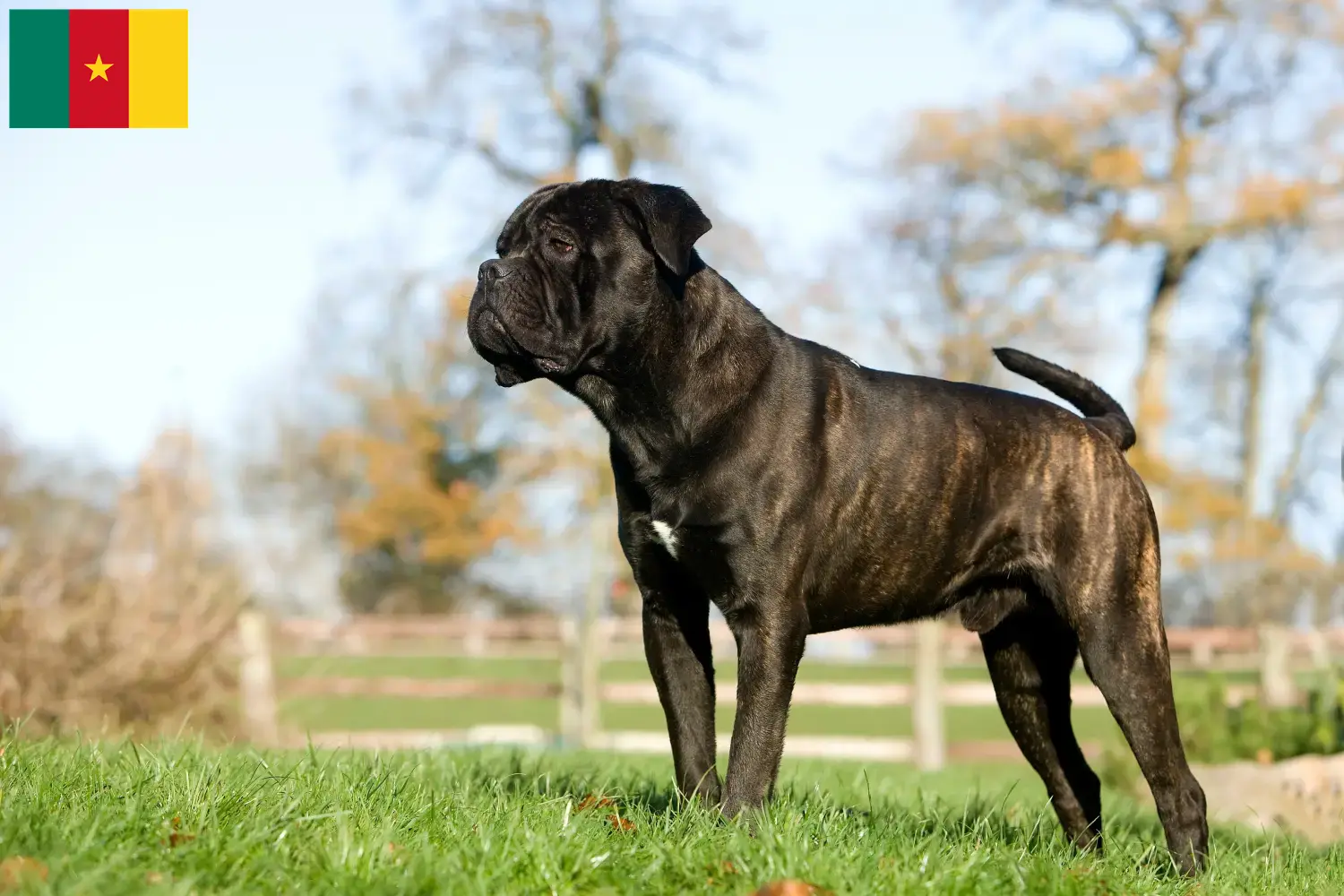 Lees meer over het artikel Cane Corso Italiano fokkers en pups in Kameroen